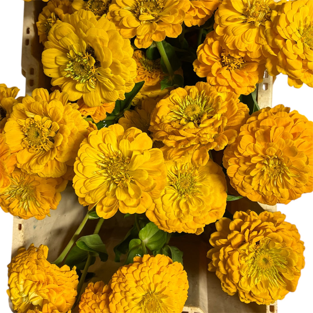 Zinnia - YELLOW - 45cm - (10 stems)