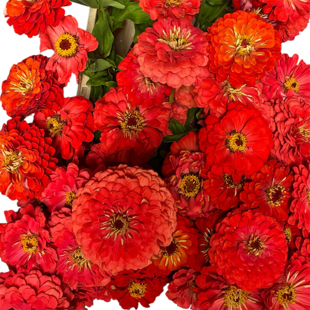 Zinnia - Orange / Red 45cm - (10 stems)