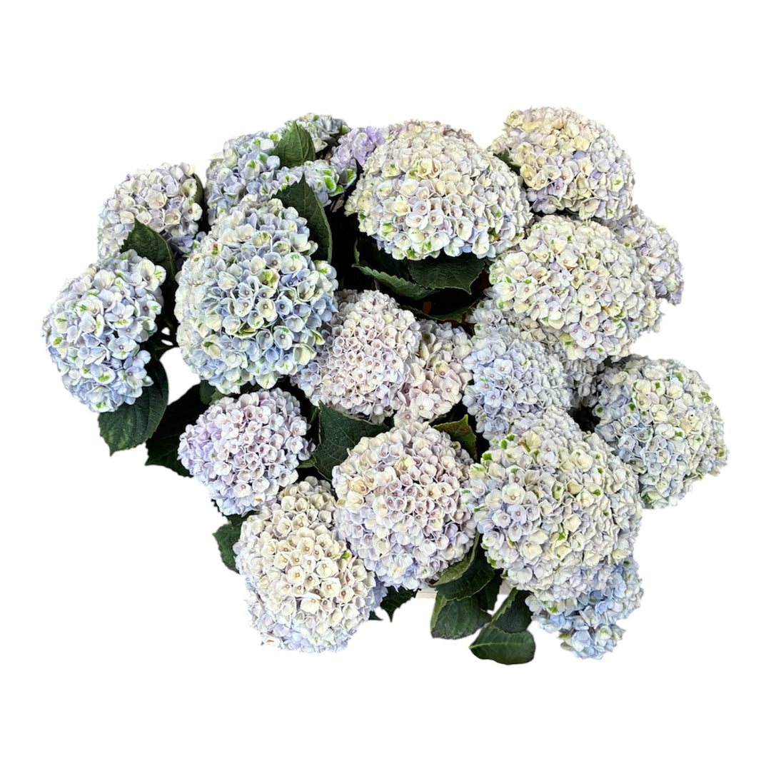 Hydrangea - BLUE/LILAC  - Revolution (Multi-Headed) 60cm - (5 stems)
