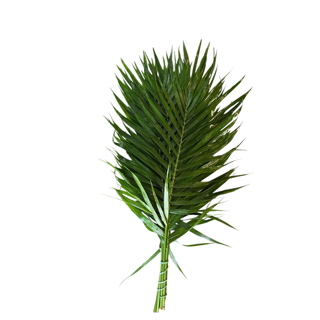 IMPORT - Cat Palm 60cm x 10 stems