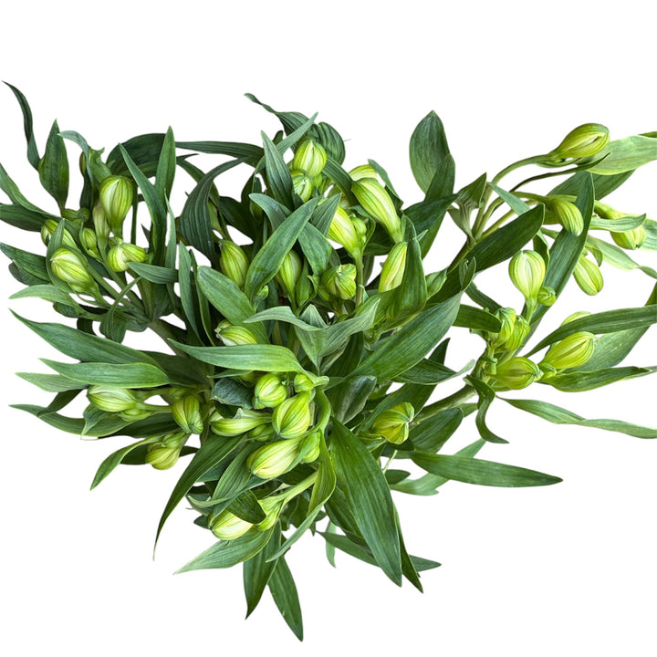 IMPORT - Alstromeria Virginia  -  White  x 10 stems