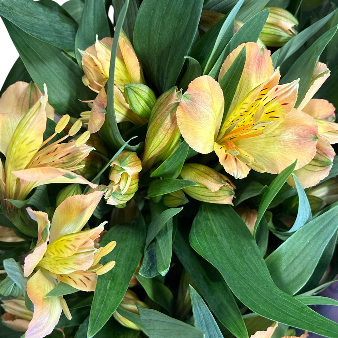 IMPORT - Alstromeria Aurora  -  Salmon x 10 stems