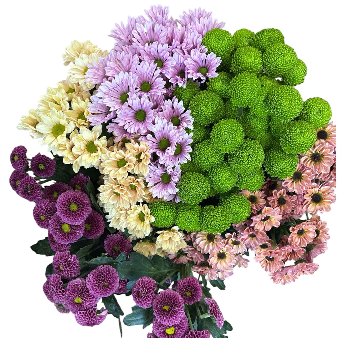 IMPORT - Chrysanthemum Santini Mix x 25 stems