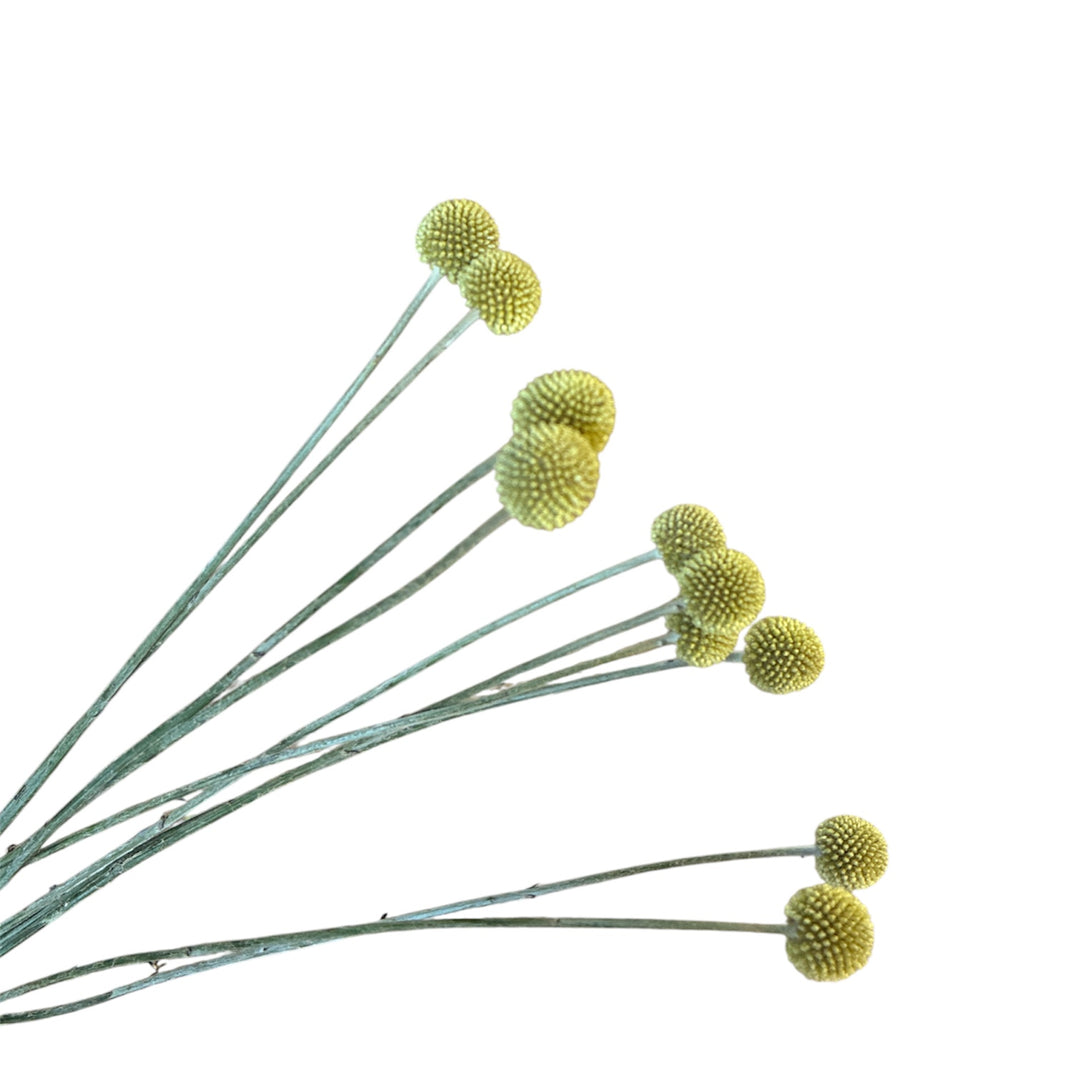 DRIED Craspedia - Billy Buttons x 10 stems