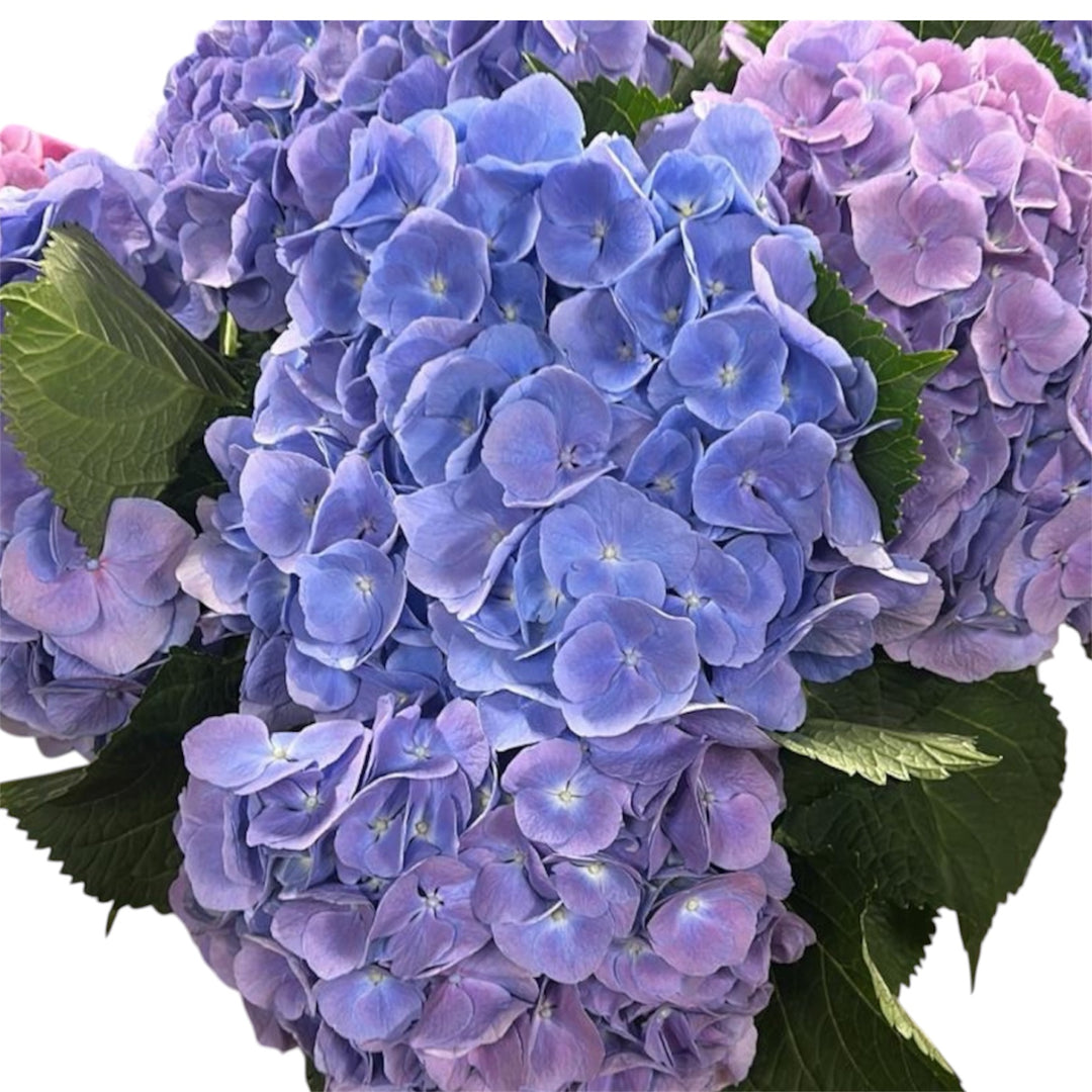 Hydrangea - BLUE/LILAC  - Diamond 55-60cm - (5 stems)
