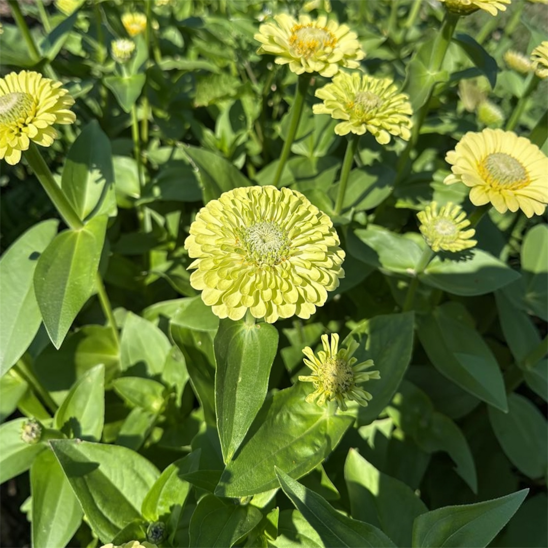 Zinnia - Queen Lime - 55cm - (10 stems)