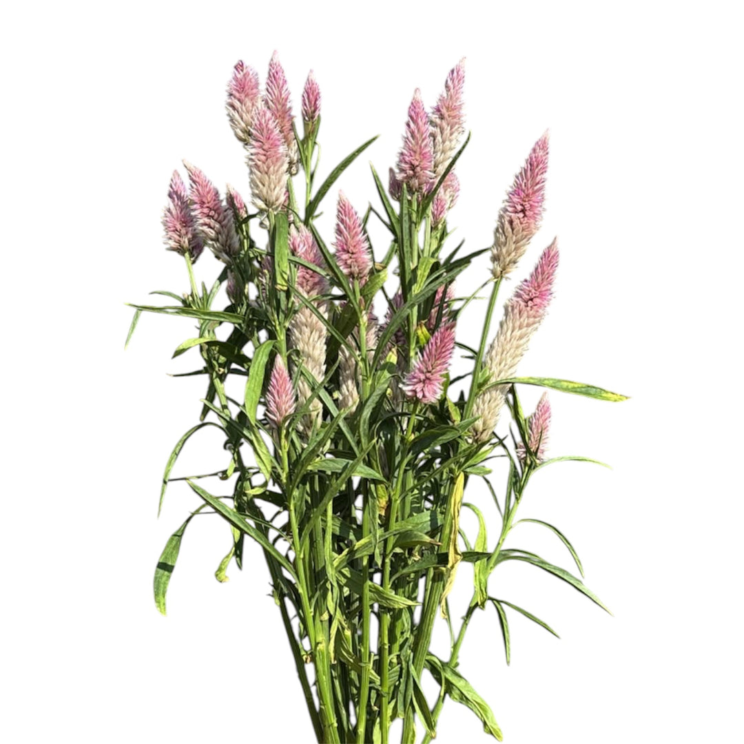 Flamingo Feather Celosia x 10 stems
