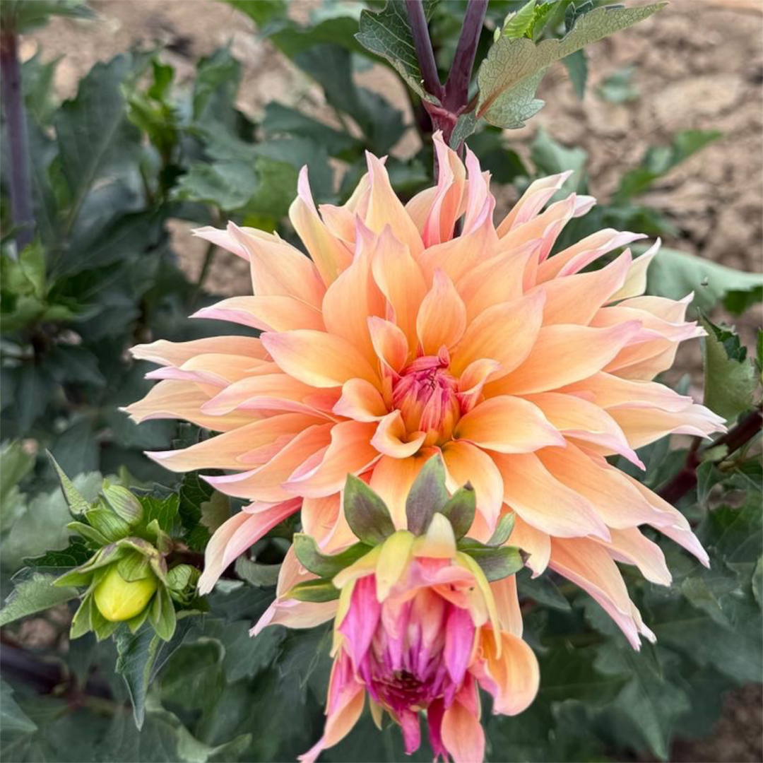 Dahlia - PEACH/PINK - Labyrinth 50–60cm - (10 stems)