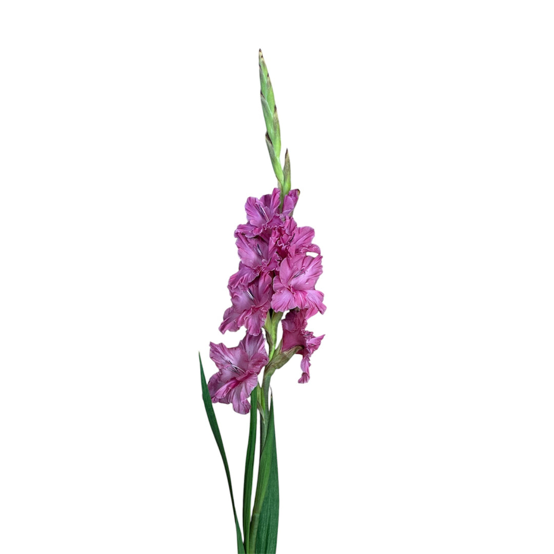 Gladioli - MID - PINK - Lincolnshire 75cm - (10, 50 or 100 stems)
