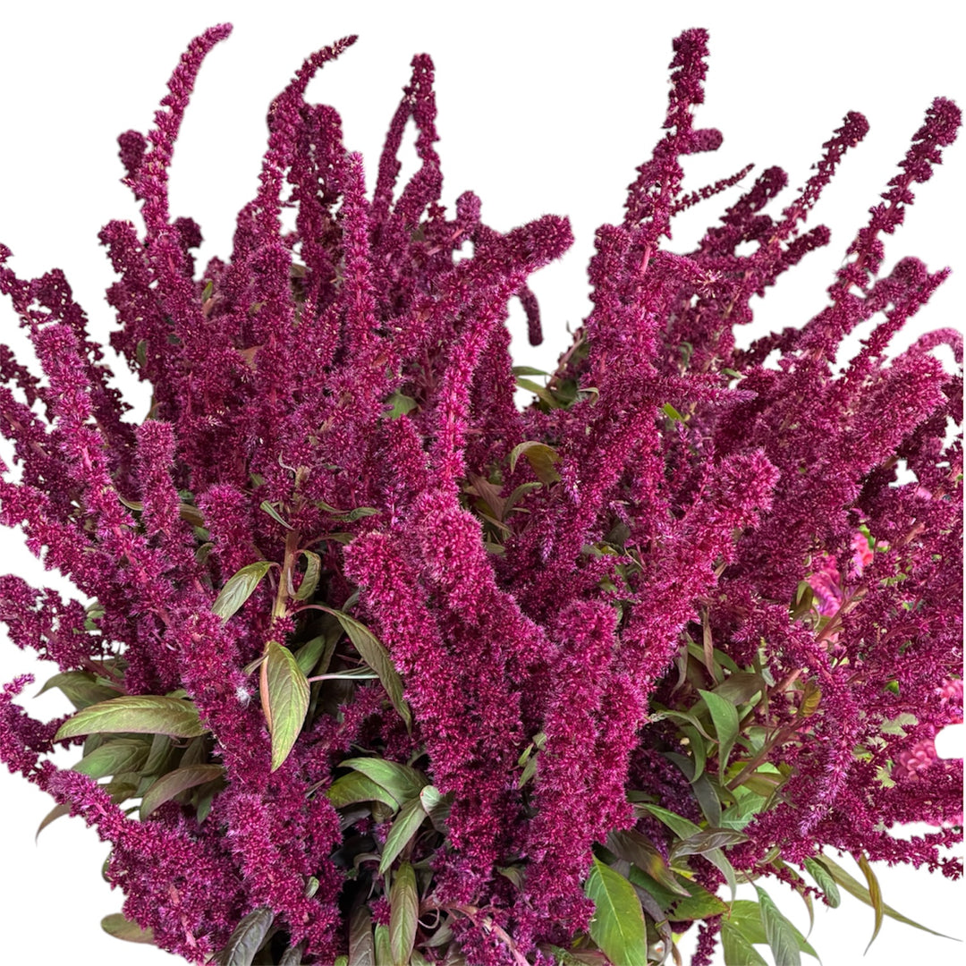 Amaranthus - RED SPIRES 70cm x 5 stems