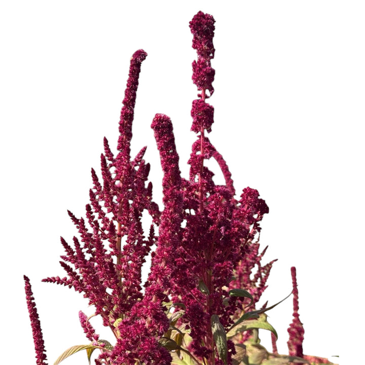 Amaranthus - RED SPIRES 70cm x 5 stems