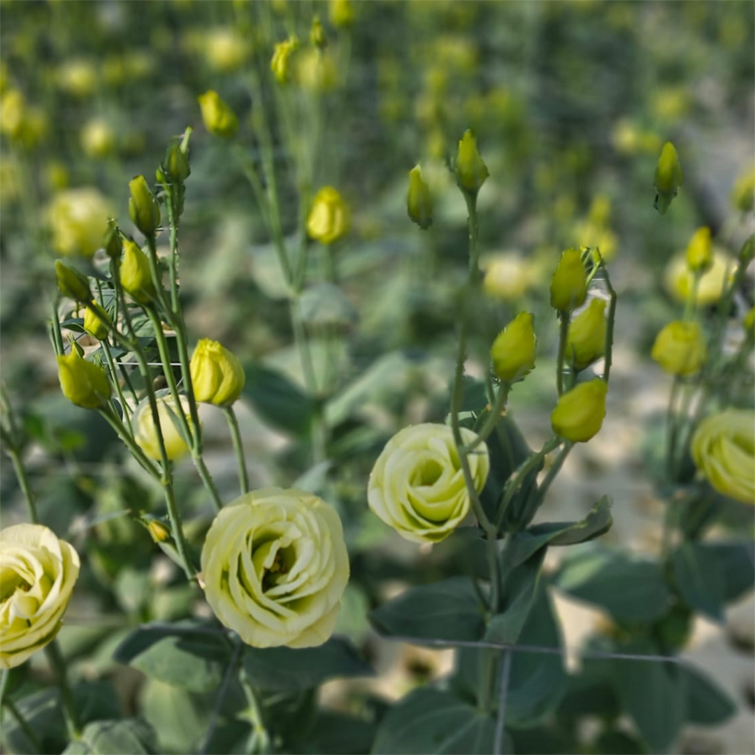 Lisianthus - GREEN JADE - 50-55cm - (5 or 10 stems)