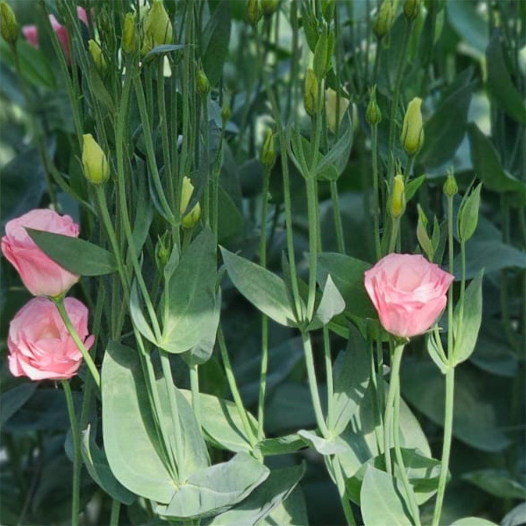 Lisianthus - ROSITA PINK - 50-55cm - (5 or 10 stems)