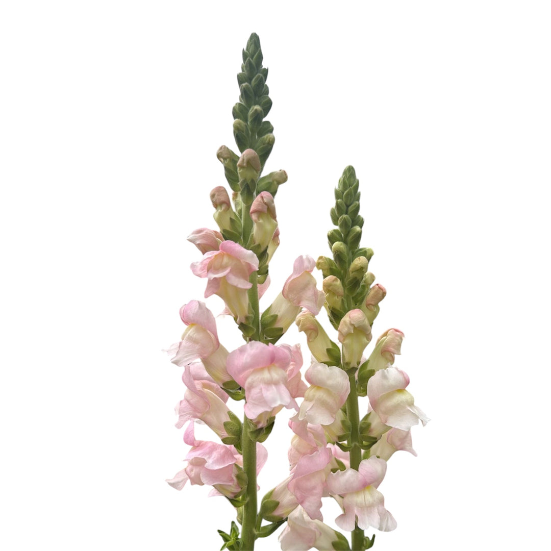 Antirrhinum - Avignon Silver - pale pink  x 10 stems