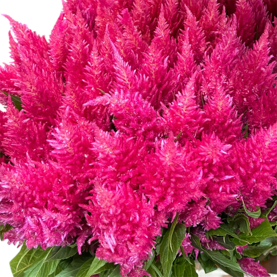 Celosia Plumosa - PINK - Sunday Pink 60cm - (10 stems)