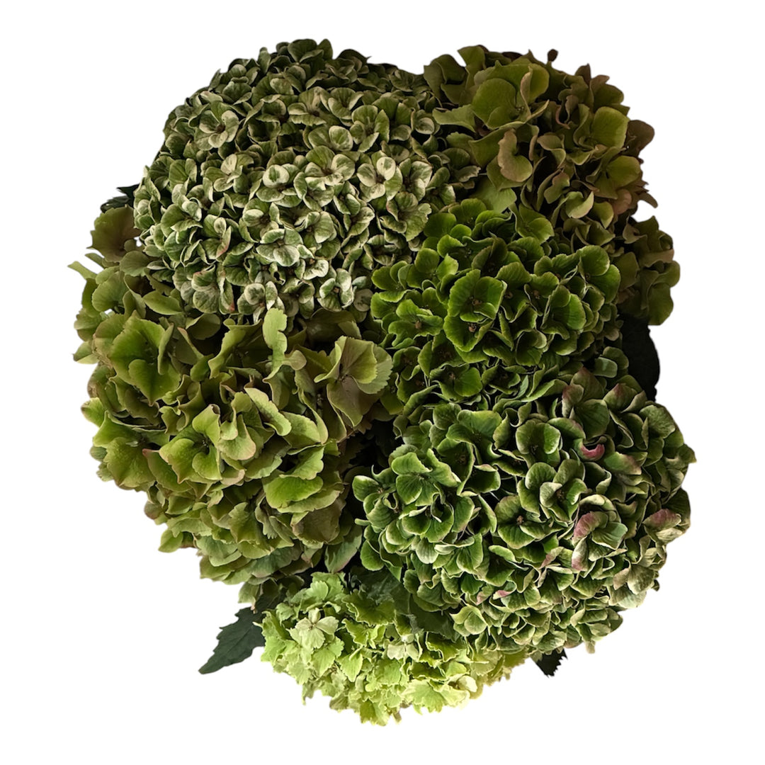 Hydrangea MIXED GREEN  - (5 stems)