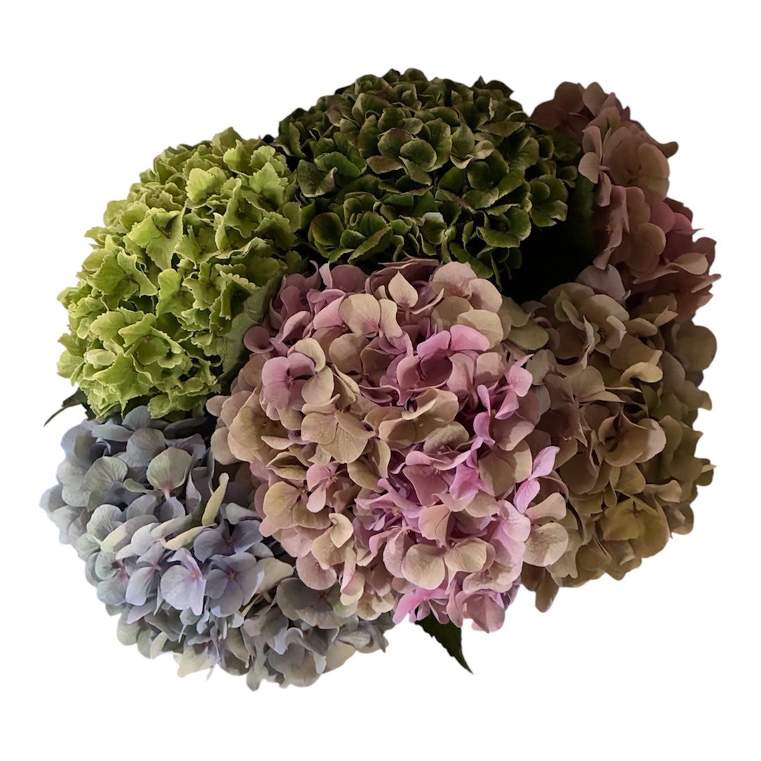 Hydrangea - MULTICOLOUR - Grower&