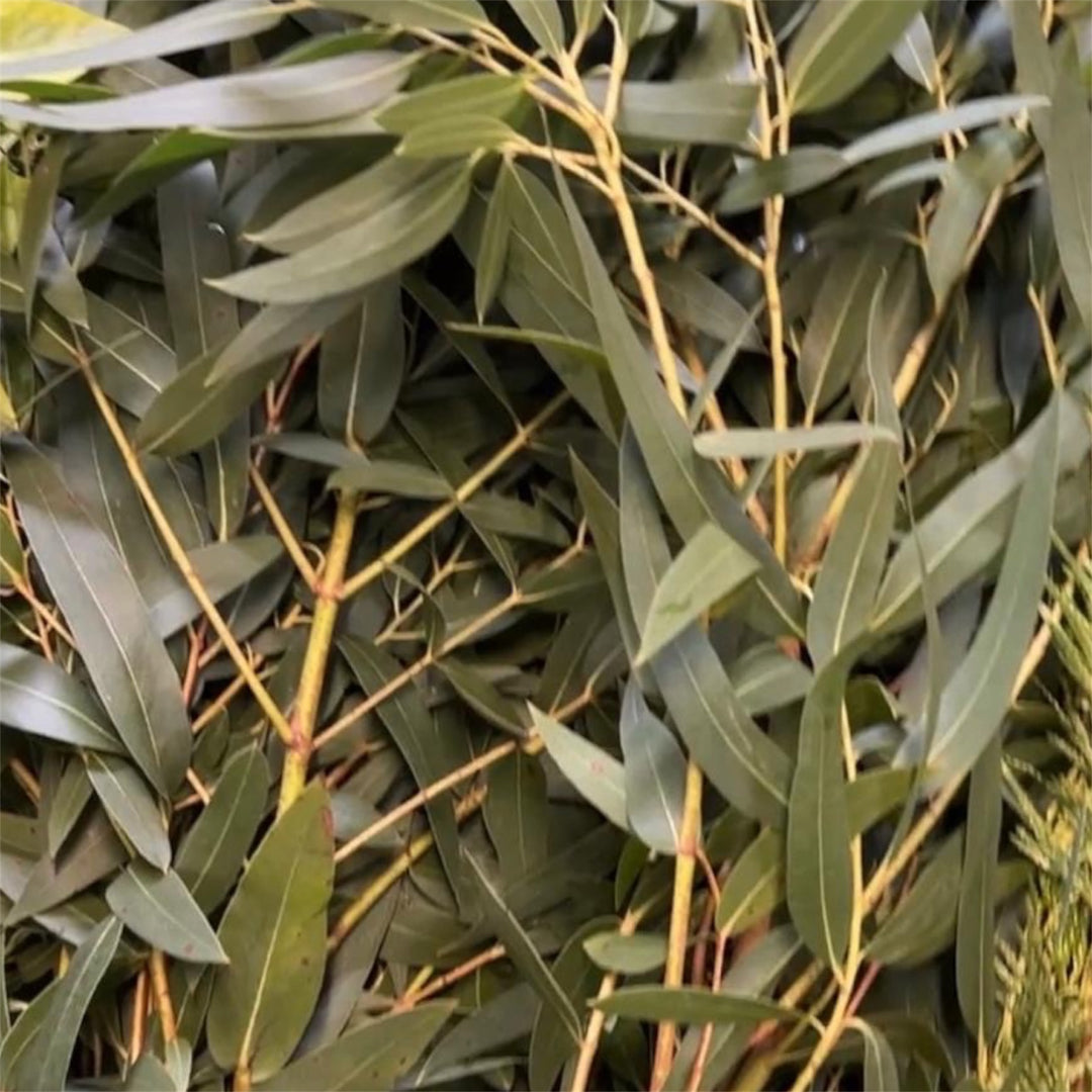 Foliage Cornish -  Eucalyptus Parvifolia (long leaf) - Nicolli - 8 stems