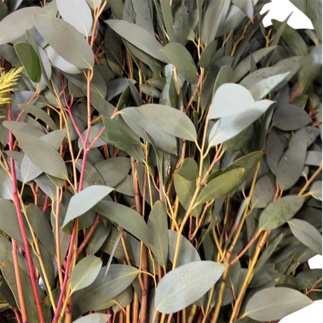Foliage Cornish - Eucalyptus Snow Gum - weighted 300gm