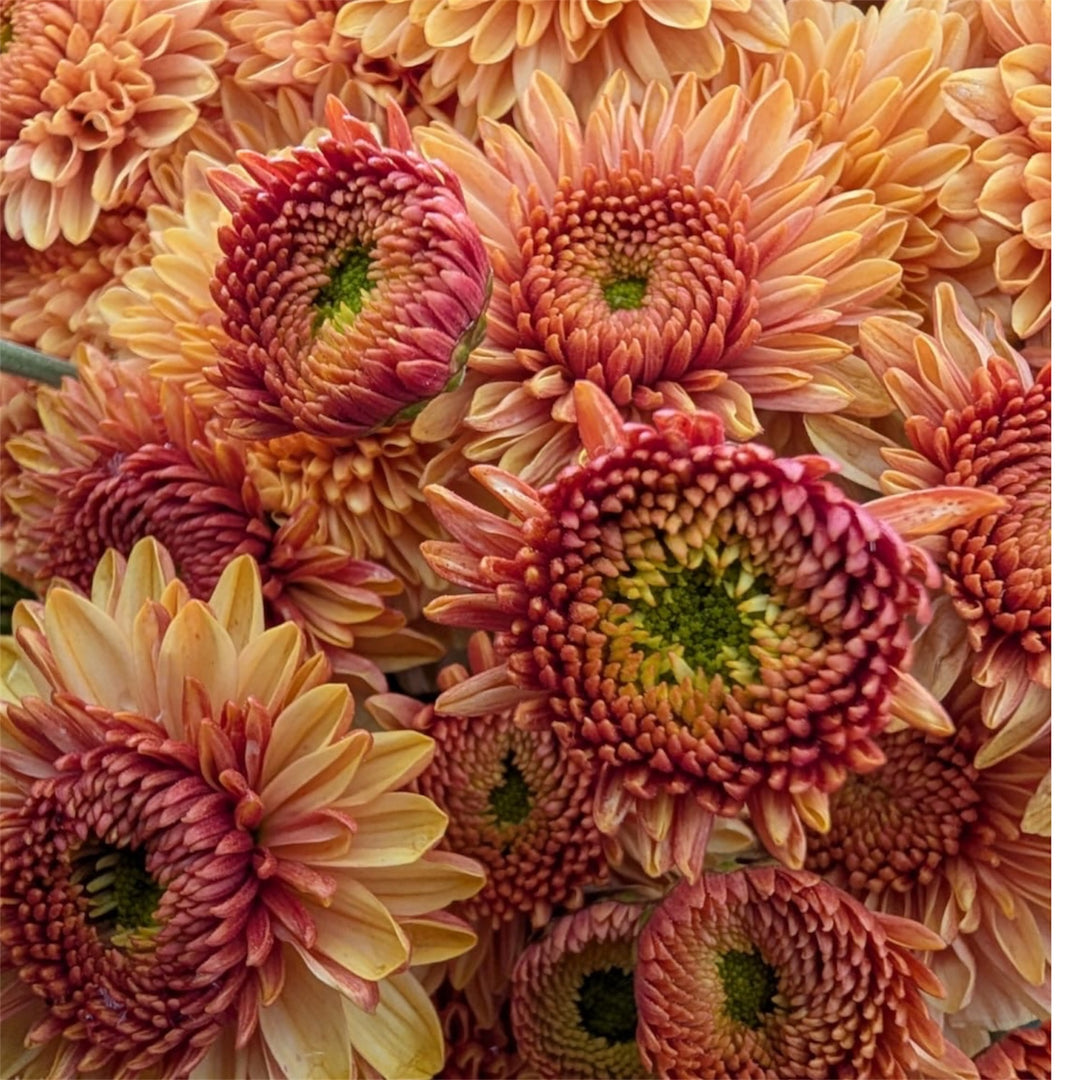 Chrysanthemum Local Peach/Coral - Growers bunch