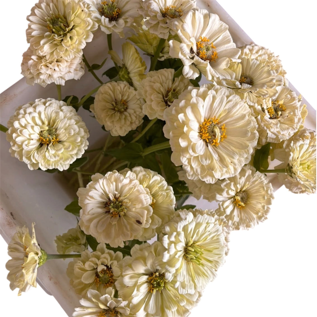 Zinnia - WHITE - 45cm - (10 stems)
