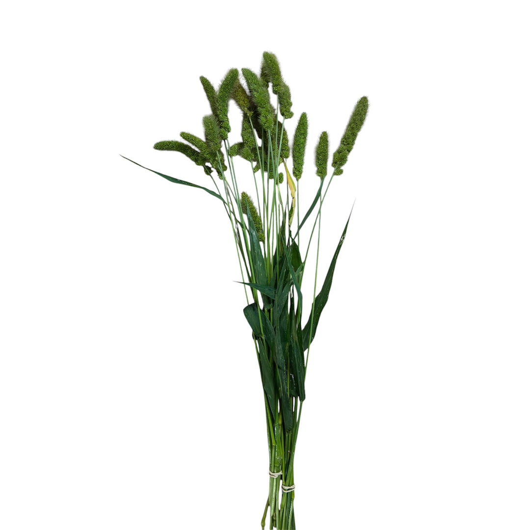 Setaria - GREEN - Green Jewel Grass 50cm x 20 stems - mini version