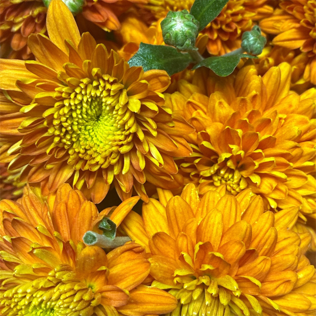 Chrysanthemum Local Orange - growers bunch
