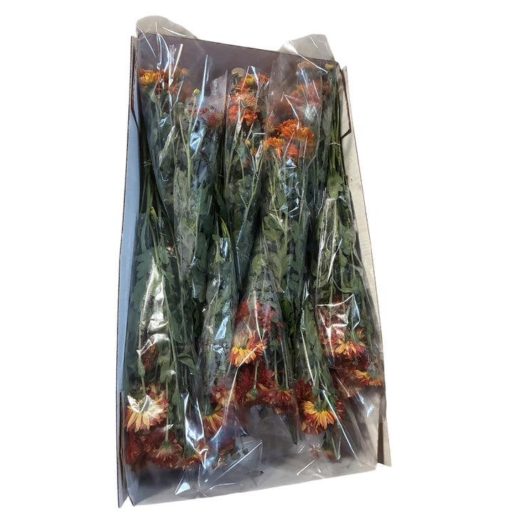 BLOOM BOOSTER - Chrysanthemums - Red / Orange   - (10 bunches) incl. delivery