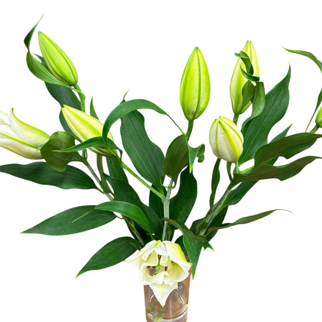 Lily - White Oriental Lilies - SKYMASTER x  3 stems **SPECIAL OFFER**