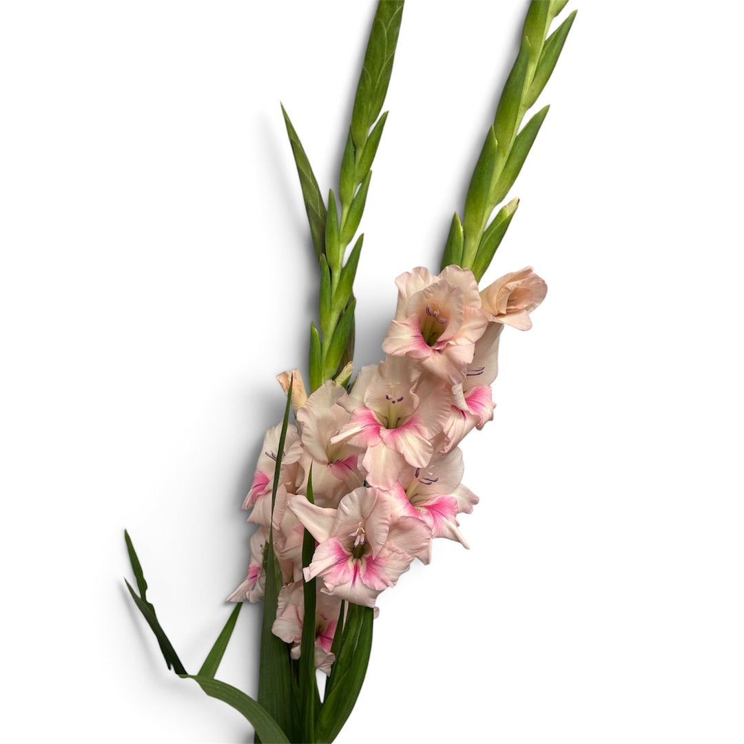 Gladioli - PALE  PINK - Lincolnshire 75cm - (10, 50 or 100 stems)