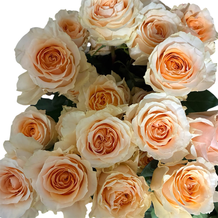 IMPORT ROSE - FELICITY PEACH 50CM - (10 stems)