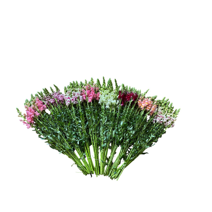 BLOOM BOOSTER - Antirrhinum (snapdragon) - MIXED - 80 stems