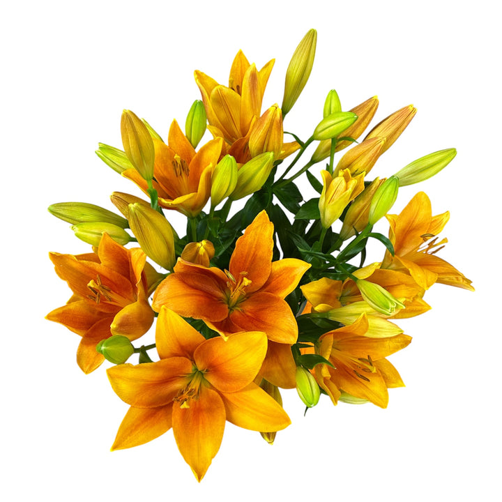 LA Lily - DARK ORANGE - Amber Wave 70cm - (10 stems) SPECIAL OFFER