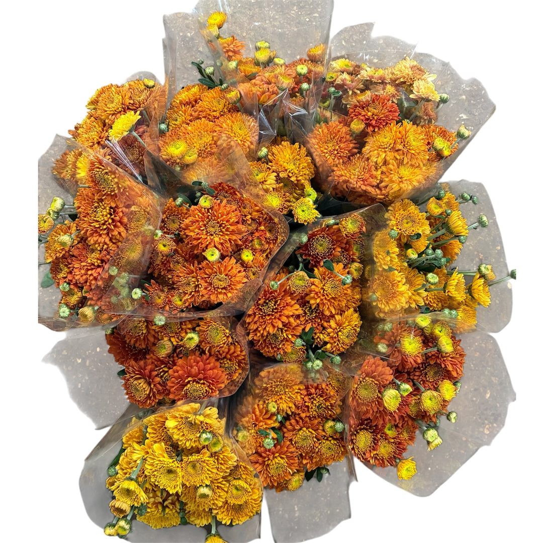BLOOM BOOSTER - Chrysanthemums - Orange / Bronze mix - (10 bunches)
