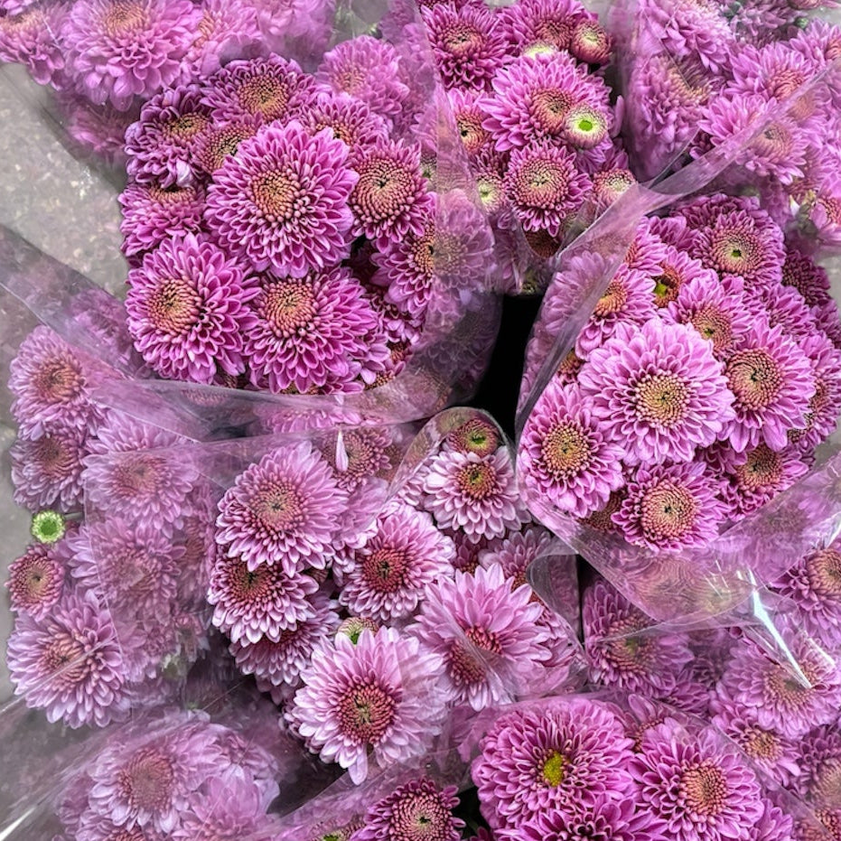 Chrysanthemum Local PINK - growers bunch