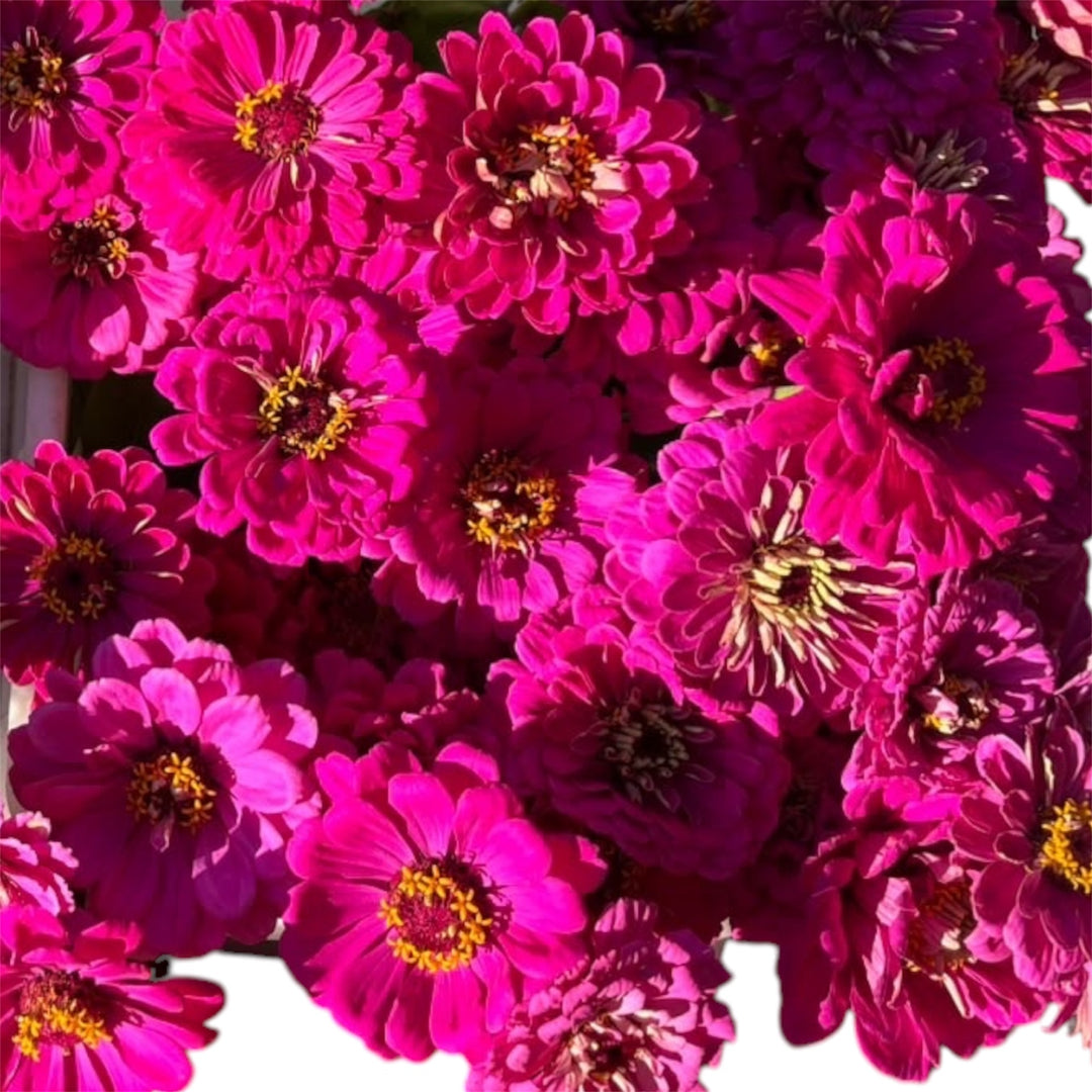 Zinnia - HOT PINK mix 45cm - (10 stems)