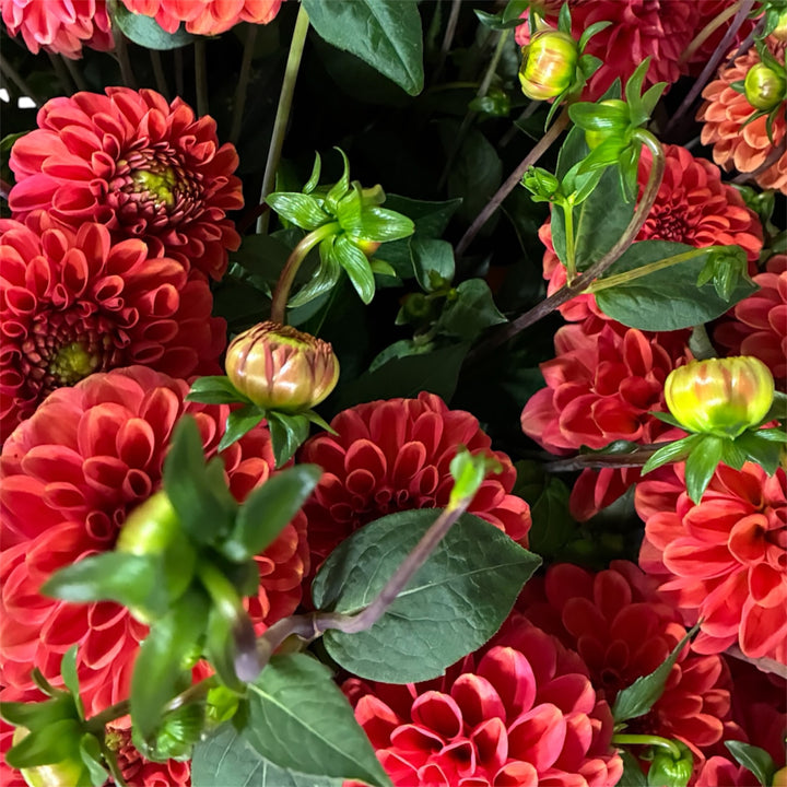 Dahlia - ORANGE/CERISE - Mystery Fox 50-60cm - (10 stems)