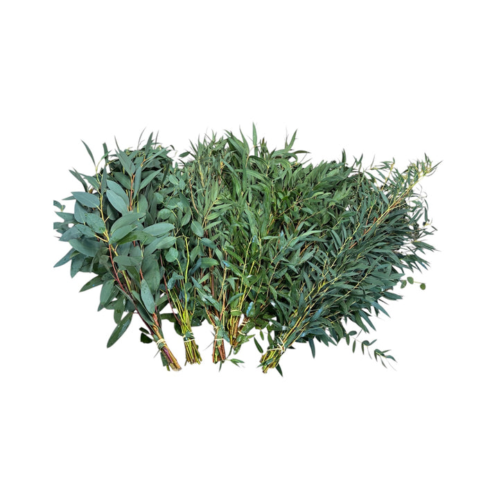 BLOOM BOOSTER - Foliage Cornish - Eucalyptus mix  x 6 bunches  INCL. DELIVERY