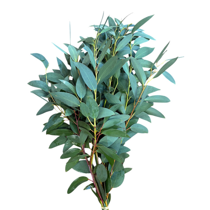 Foliage Cornish - GREEN - Eucalyptus Snow Gum 300g - (1 bunch)