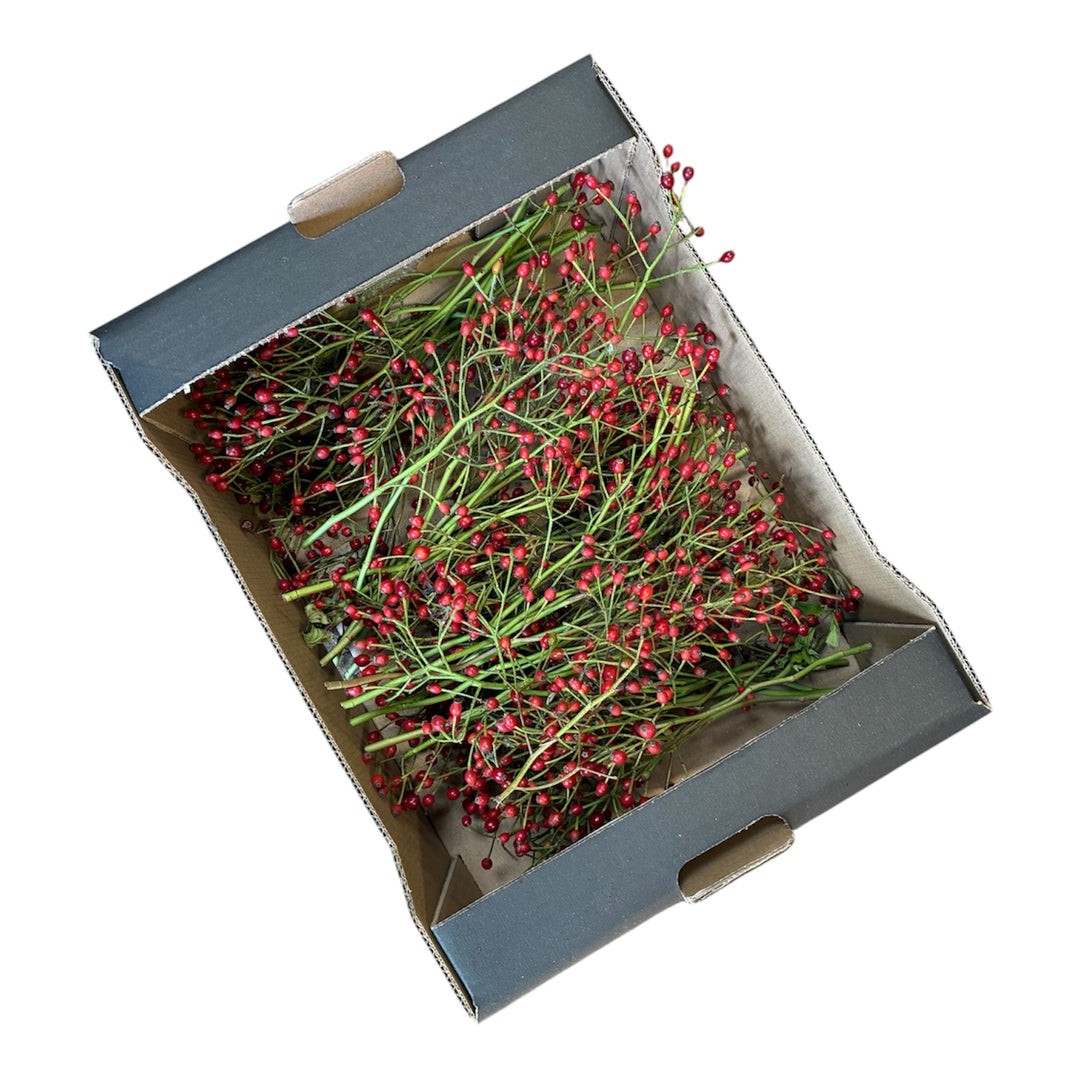 Rosehips Box of Sprigs - RED - British Grown 10cm - (Box of 50 sprigs)