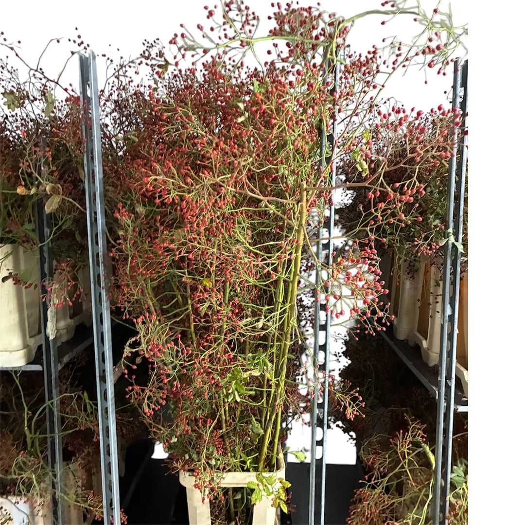 Rosehips Bough - RED - British Grown  1m - (1 bough)
