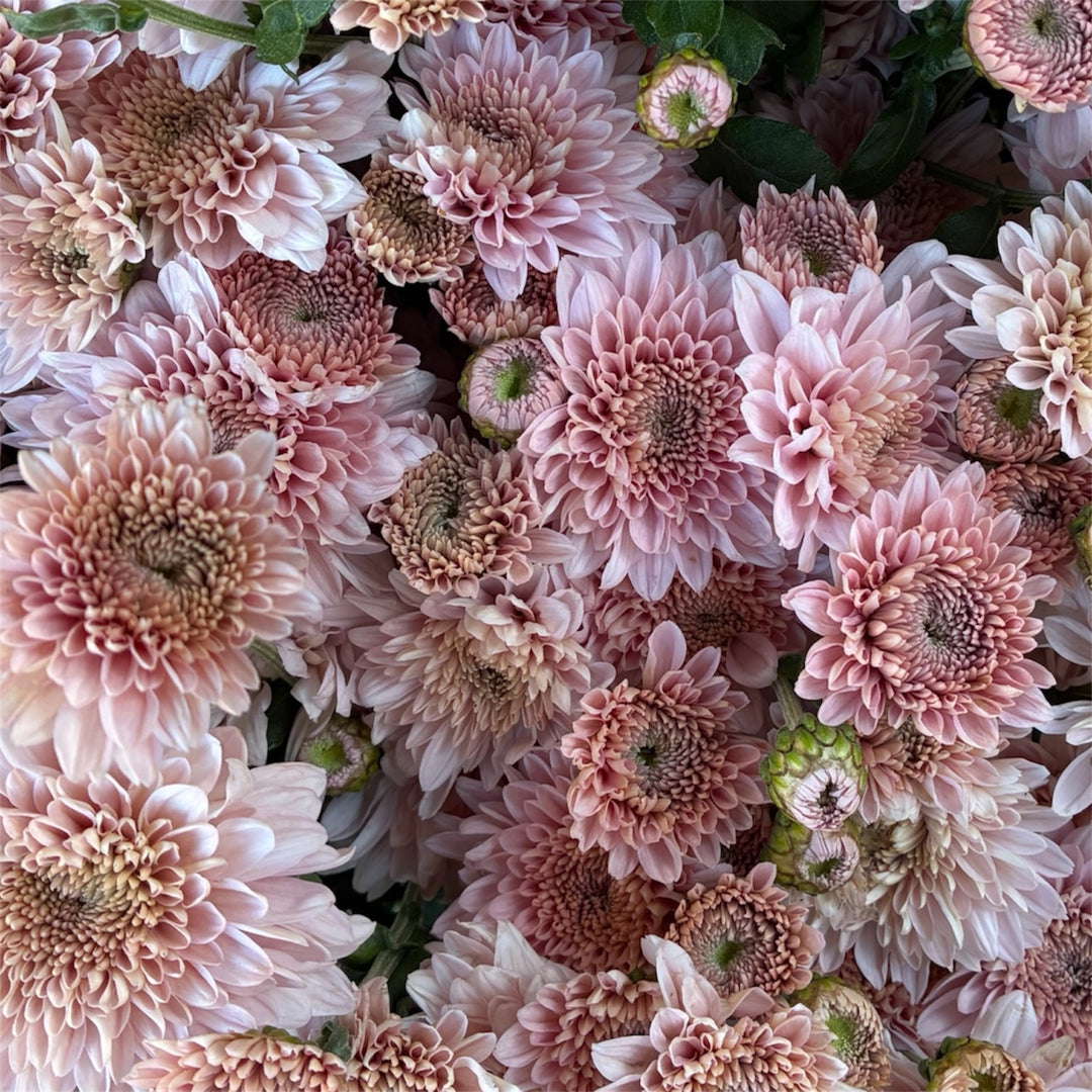 Chrysanthemum Local PALE PINK - growers bunch