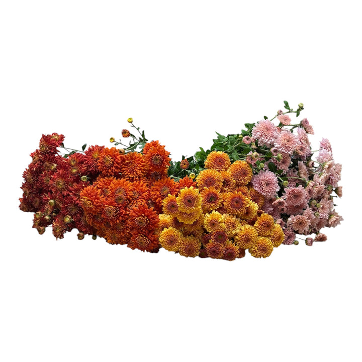 BLOOM BOOSTER - Chrysanthemums - Autumnal mix  - (10 bunches)