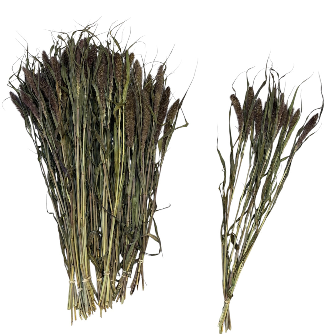 DRIED - Setaria Red Jewel Grass - 10 stems