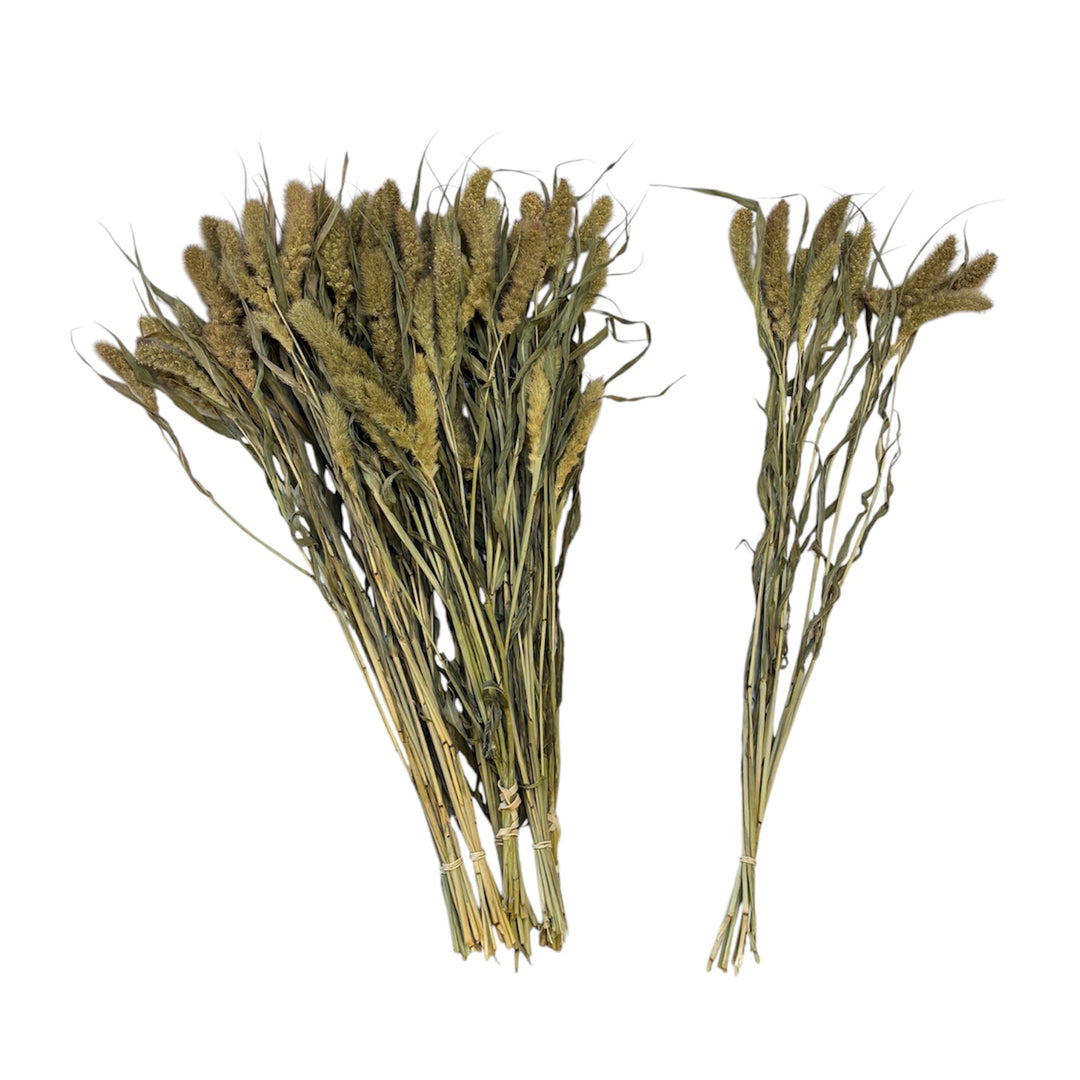 DRIED - Setaria Green Jewel Grass - 10 stems