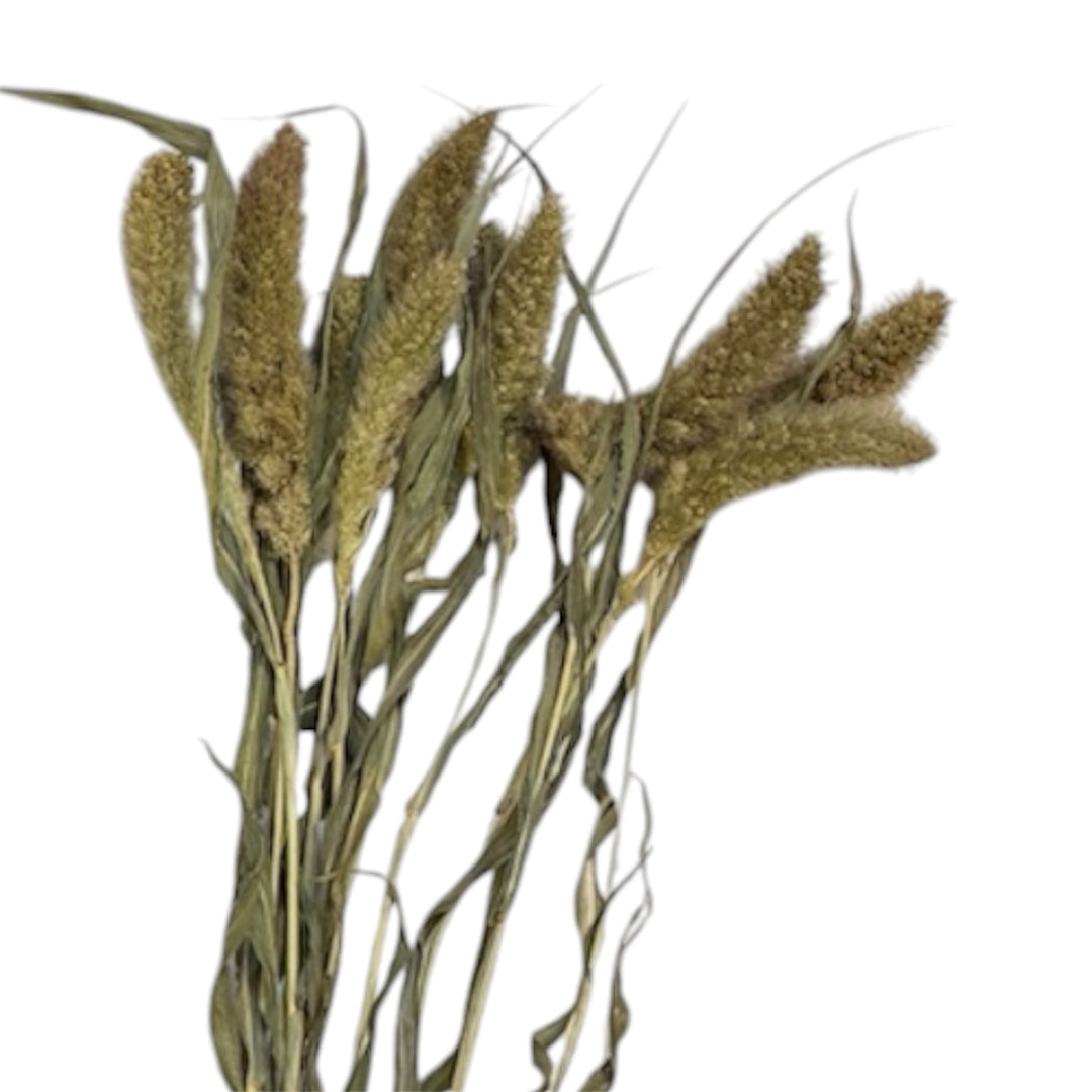 DRIED - Setaria Green Jewel Grass - 10 stems