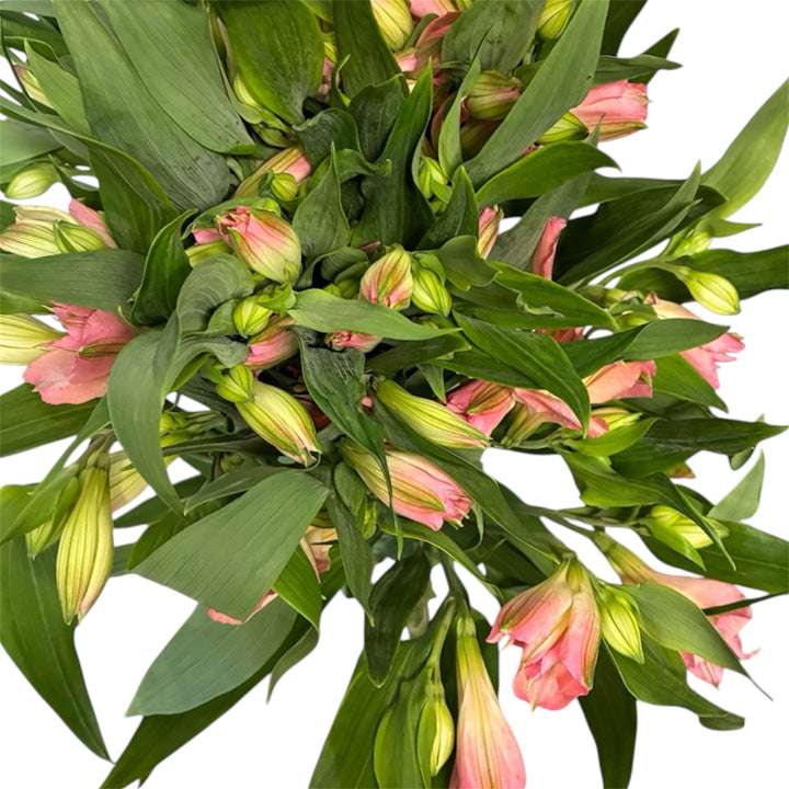 Alstromeria Cornish Stem Grade 10 Stems - Pale Pink