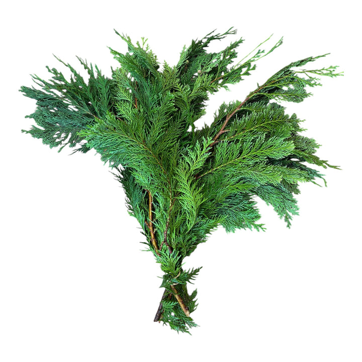 Foliage Cornish - GREEN - Fir Evergreen Normannia - (1 bunch)
