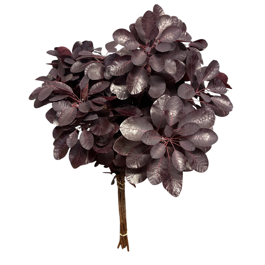 Foliage - Cotinus - RED - Long 70cm - (5 stems)