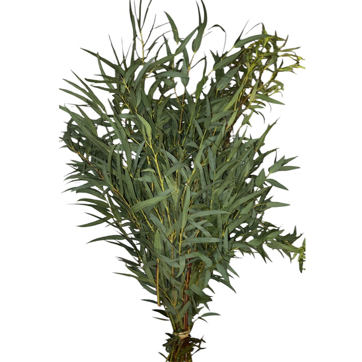 Foliage Cornish - GREEN - Eucalyptus Parvifolia Nicolli 65cm - (8 stems)
